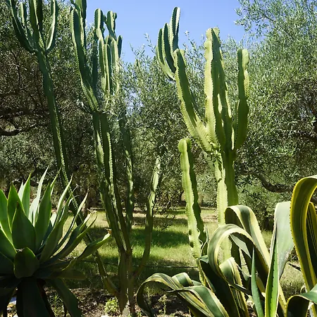 Medimare Club מלון דירות